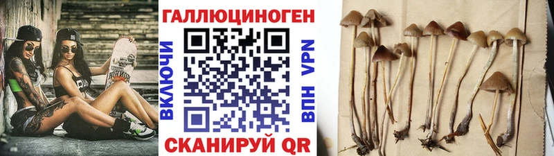 Псилоцибиновые грибы GOLDEN TEACHER  Брюховецкая 
